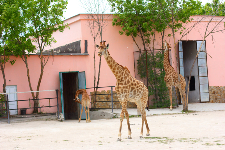 Первый раз в парке львов "Тайган"!!!!!