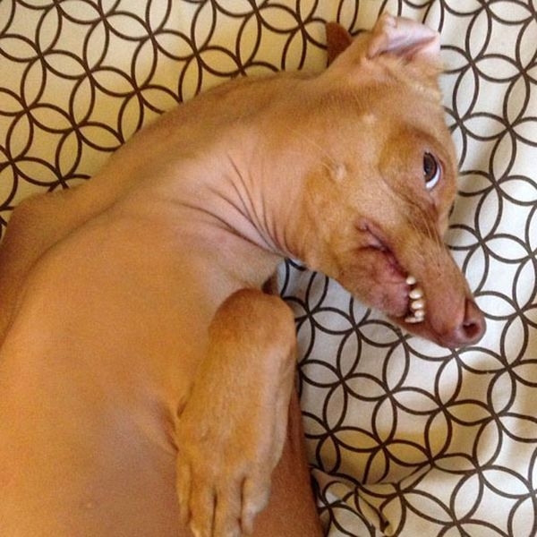 Туна - красотуня