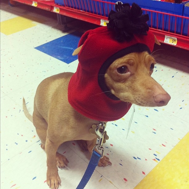 Туна - красотуня