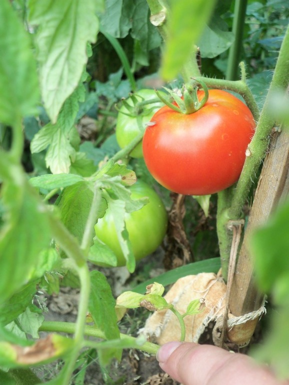 Первые помидорчики)