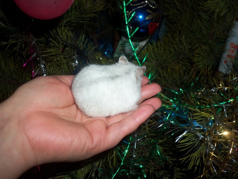Новогодние фото Плюши