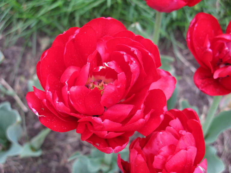 И еще немного Кусково.