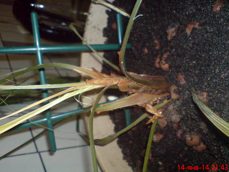 Спасение пальмы!!!!