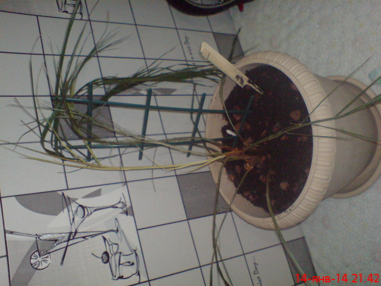 Спасение пальмы!!!!