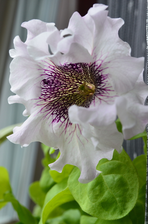 Мои петуньи