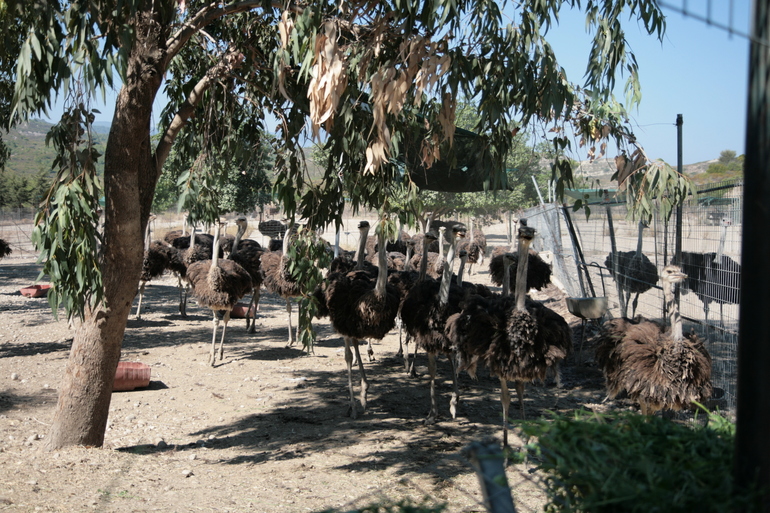 Miraluna Kiotari Bay 4-5*. Родос