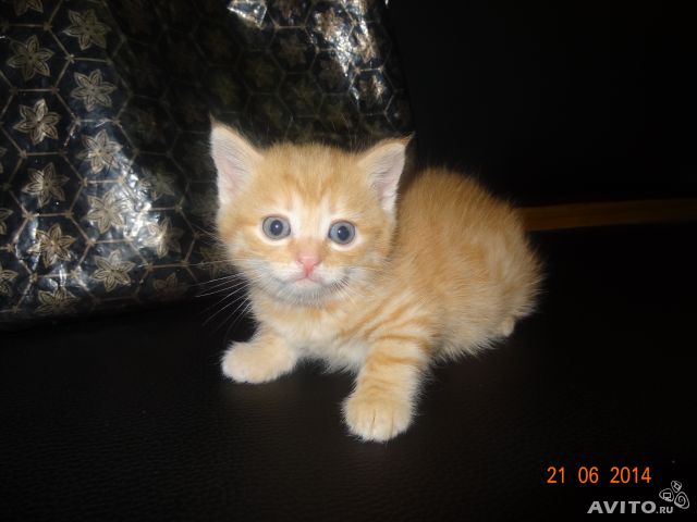 Котята ищу семью!