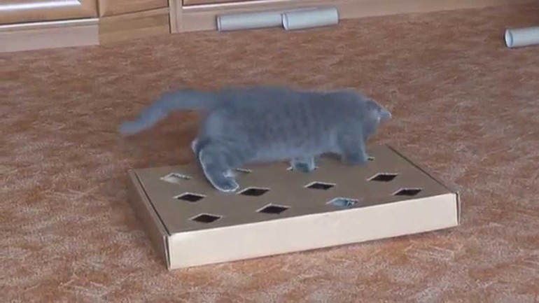 Как сделать игрушку для кошки с Как сделать игрушку для кошки с