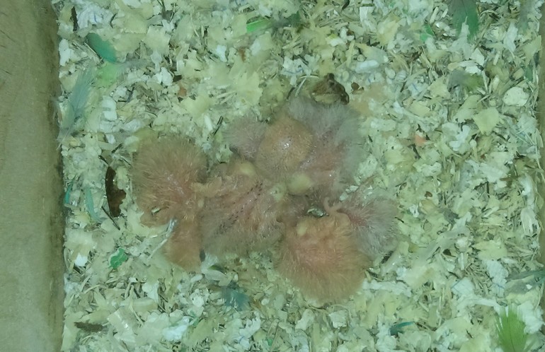 мои новорожденные пушистики :)