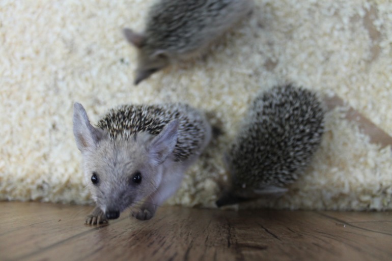 Домашний зоопарк)))