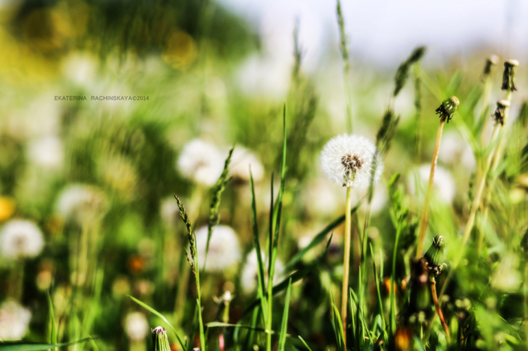 Прогулка с бабушкой и дедушкой