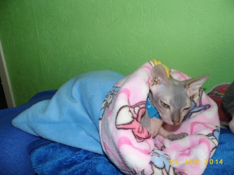 у нашей киски обновочки)))