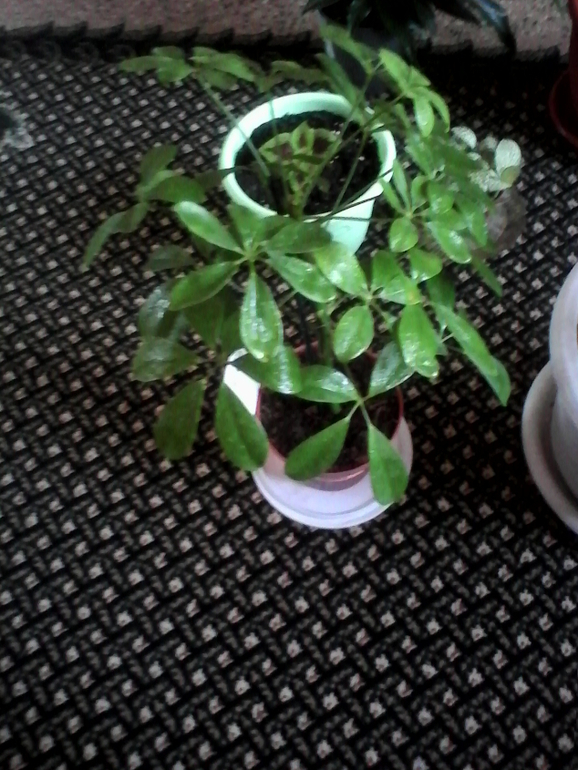 мой любимый зеленый уголок))))