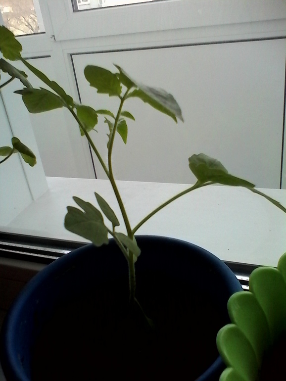 вот так подрос наш огород))))