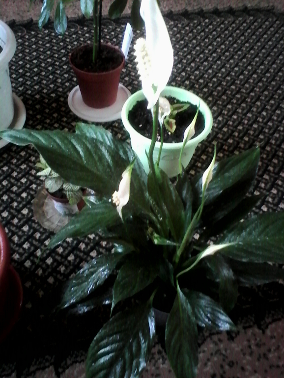 мой любимый зеленый уголок))))