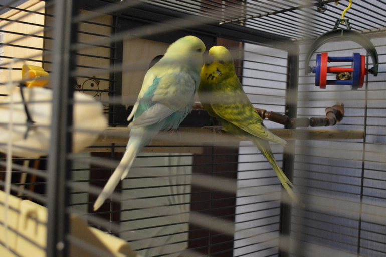 Птенчики подросли :)