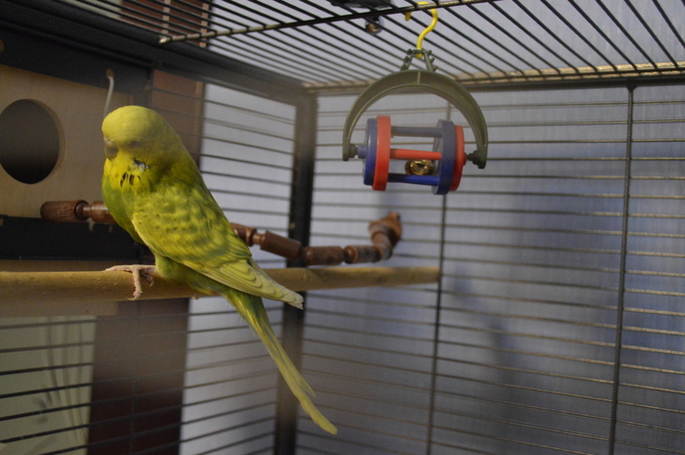 Птенчики подросли :)