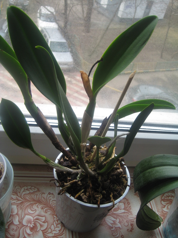 Мои Орхидейки