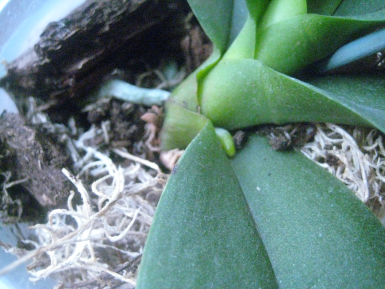 Мои Орхидейки