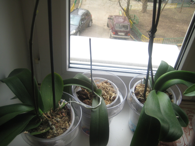 Мои Орхидейки