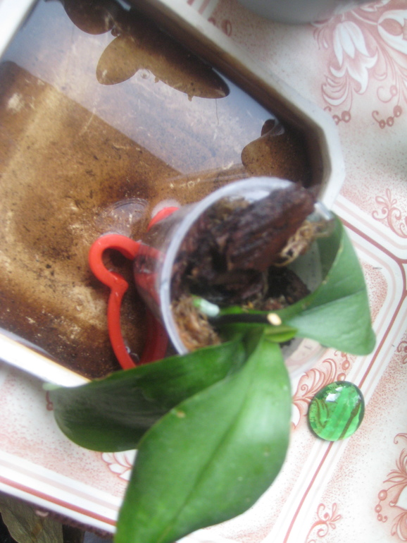 Мои Орхидейки