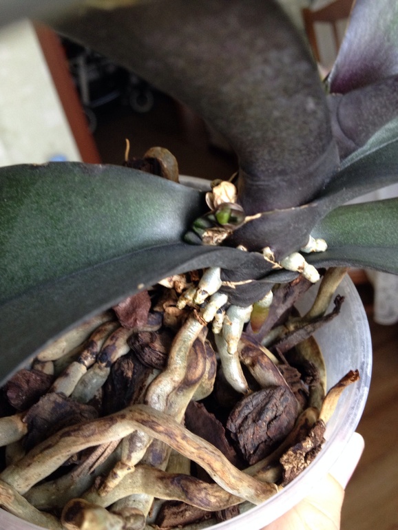 И тут Остапа понесло