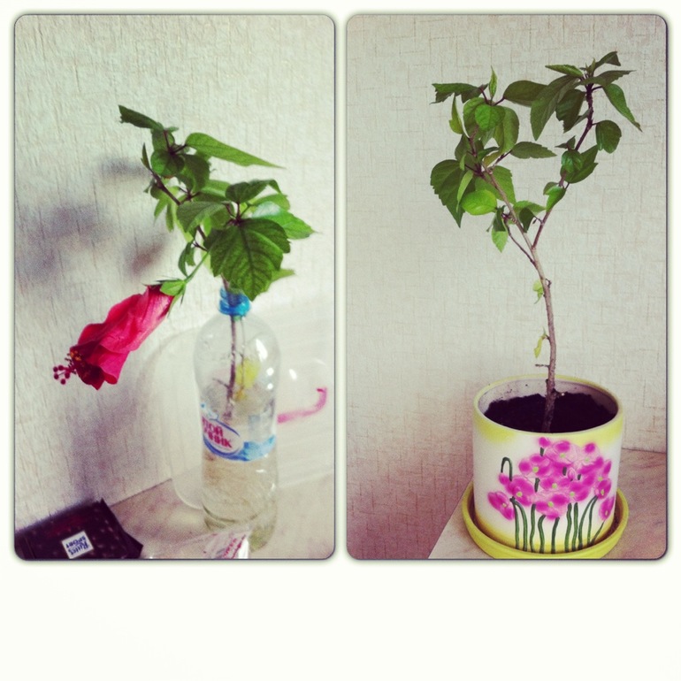 погибает гибискус