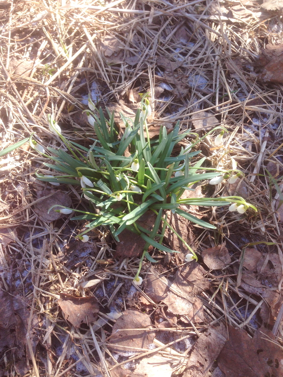 Подснежники