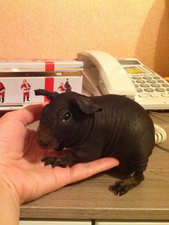 Наш новый житель, еще тот инопланетянин)))