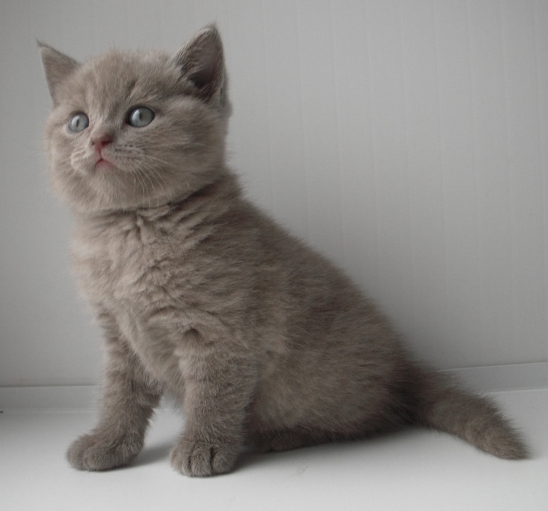 Плюшевое счастье!