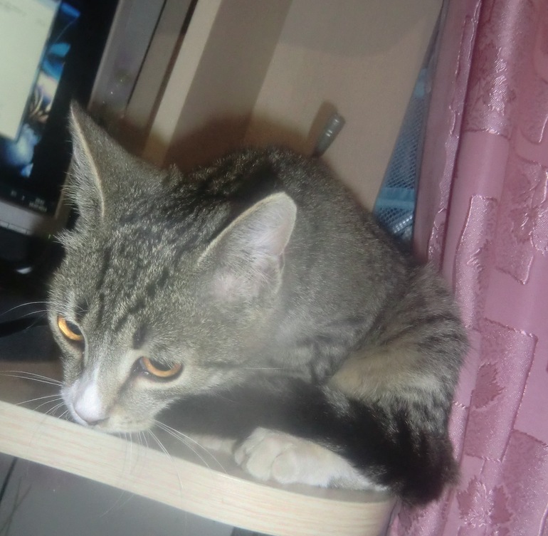 Потихоньку ищем будущих владельцев котику