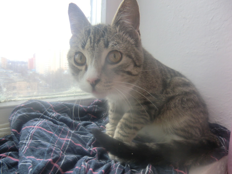 Котик "Борис")))