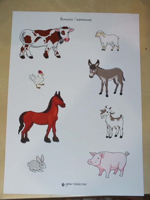 ТН Домашние животные.