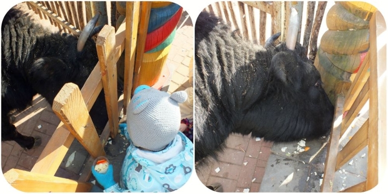 ТН Домашние животные.