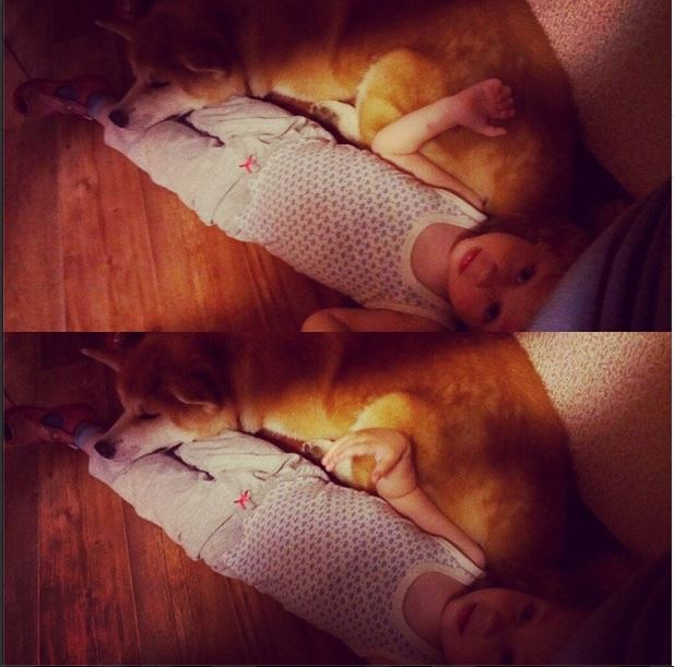 Воспитание ребенка по отношению к животным