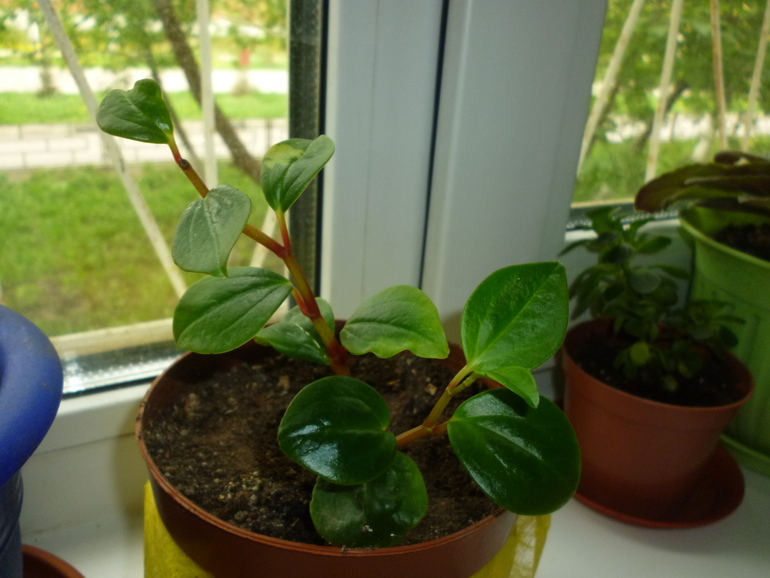 Разновидность пеперомии или кто это?