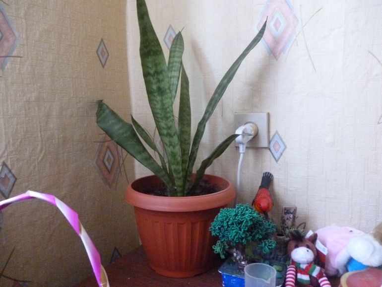 Фикус,Сансевиерия,Апельсин