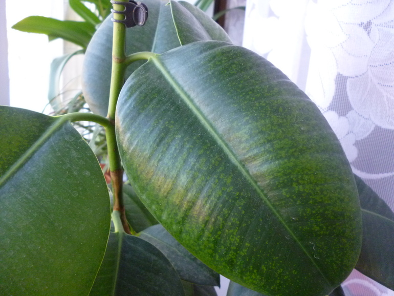 Фикус,Сансевиерия,Апельсин