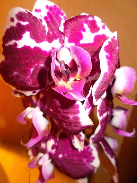 Орхидейное счастье