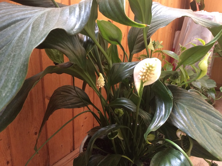 Мой куцый спатифиллум. Чего ему не хватает?