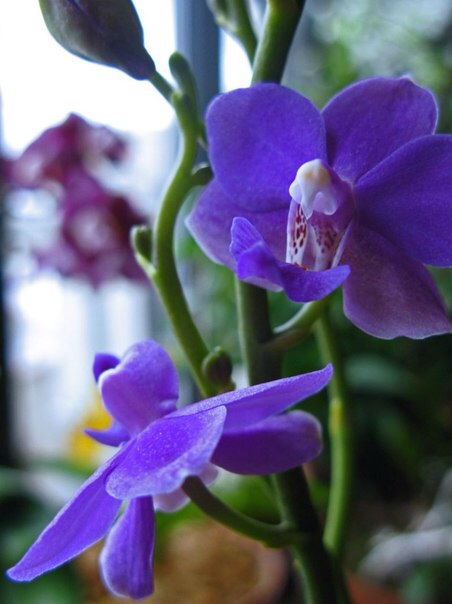 Девочки, какая вам нравится больше из этих?