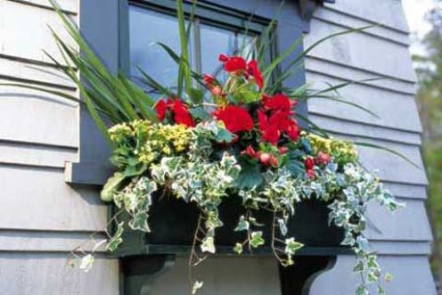 цветы за окном