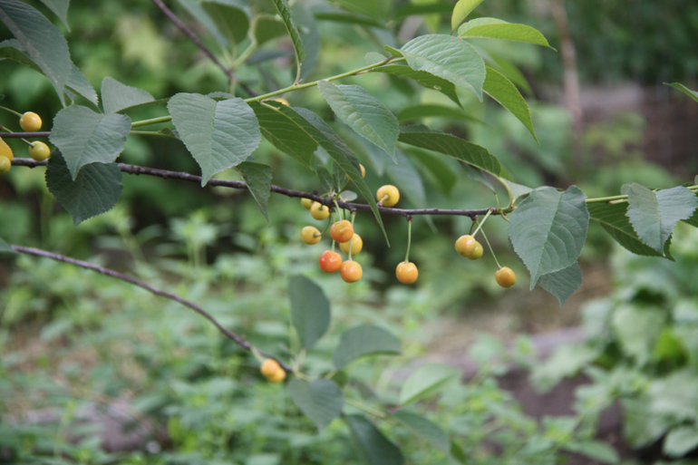 Сорняки вы мои, сорнячочки!