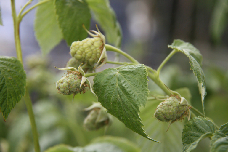 Сорняки вы мои, сорнячочки!