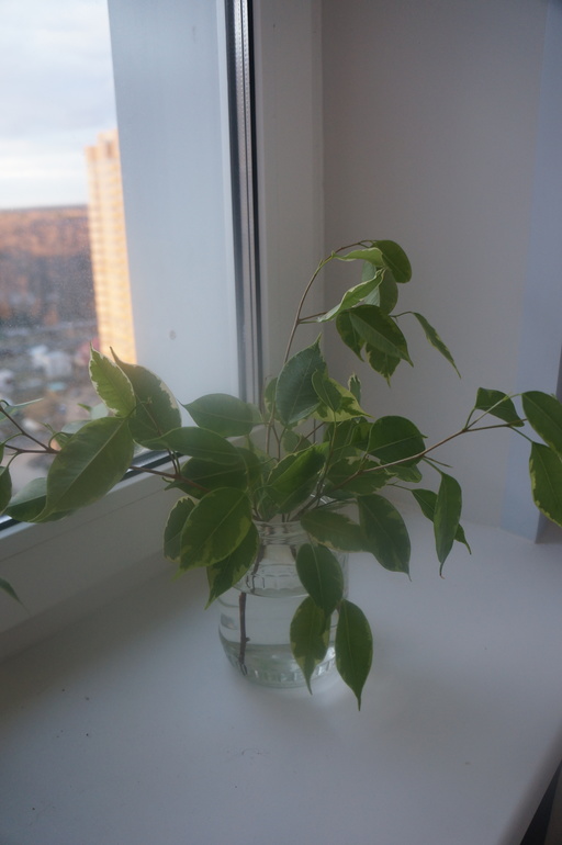 Всем привет!