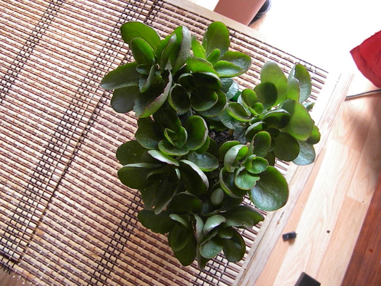 Моя оранжерея!