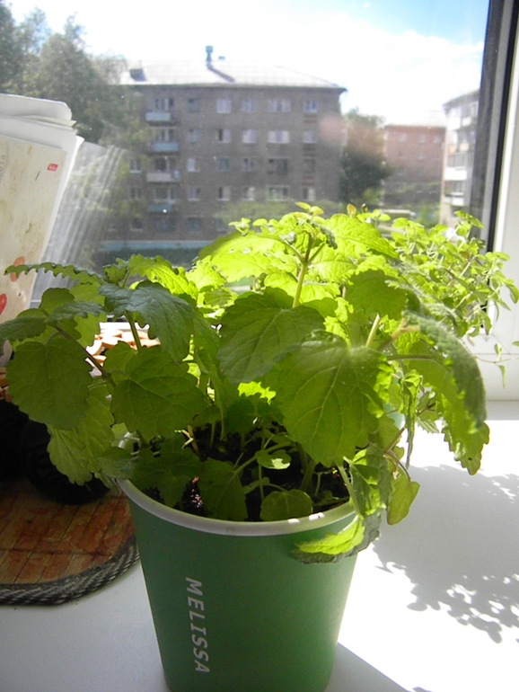 Моя оранжерея!