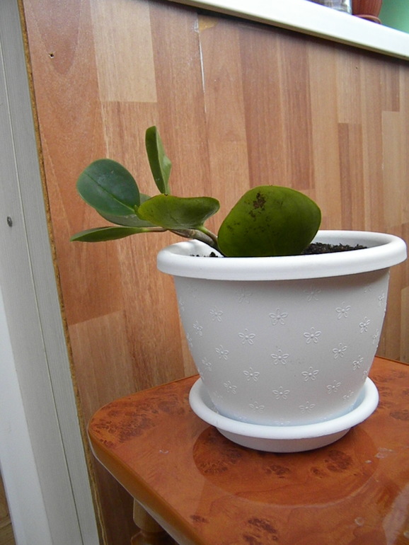 Моя оранжерея!