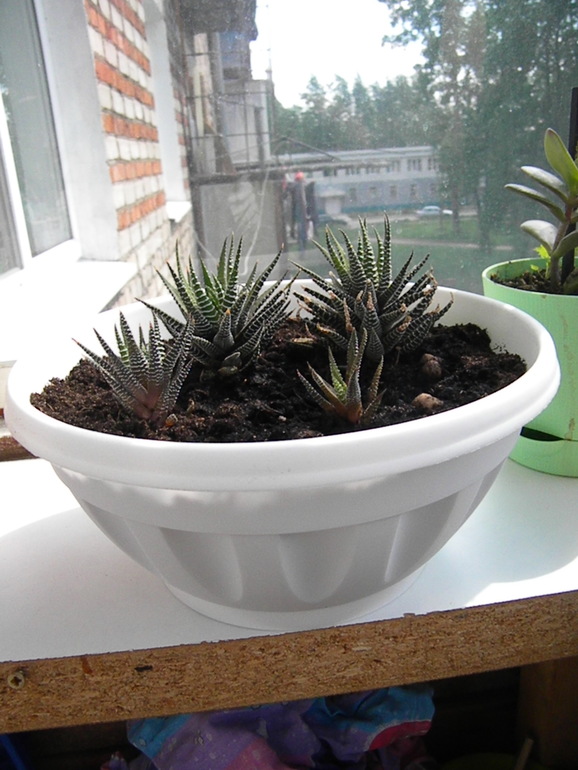 Моя оранжерея!