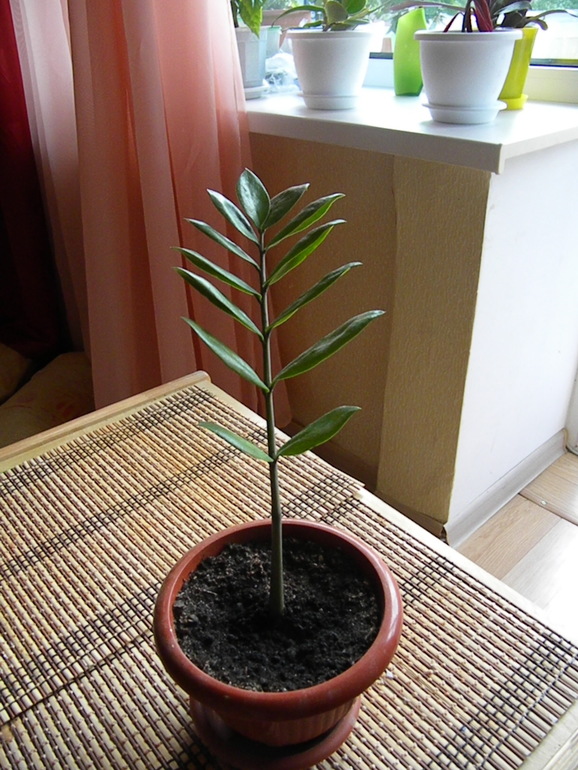 Моя оранжерея!